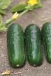 Supremo (Cucumber/pickling)