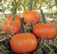 Field Trip (Hybrid Pumpkin)