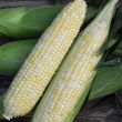 Essence Synergystic (corn, hybrid, bicolor)