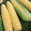 Gourmet Sweet™ Brand Obsession Corn (Hybrid, bicolor)