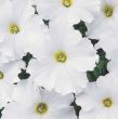Dreams White (Petunia/grandiflora/pellets)