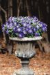 Sophistica® Blue Morn (Petunia/grandiflora/pelleted)