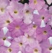 Wave® Misty Lilac (Petunia/multiflora/pelleted)