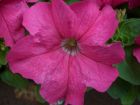 Limbo GP Rose (Petunia/grandiflora/pelleted)