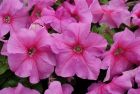Limbo GP Pink (Petunia/grandiflora/pelleted)