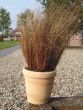 Red Rooster® (Carex Sedge/pelleted)