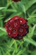 Sweet Black Cherry (Sweet William/hybrid)
