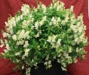 Candy Showers White (Snapdragon/dwarf/trailing)