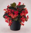 Big Red with Bronze Leaf (Begonia pellets/fibrous)