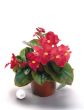 Big® Red with Green Leaf (Begonia/interspecific/pelleted)