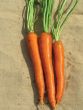 SV2384DL (Carrot/hybrid/pelleted)
