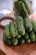Gherking (Cucumber/pickling/untreated)