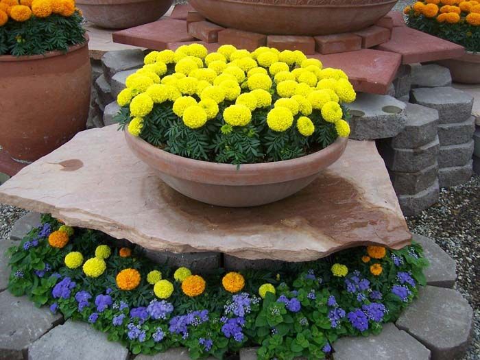 AFRICAN MARIGOLD FLOWER GARDEN SEEDS DISCOVERY SERIES F1 YELLOW ANNUAL 