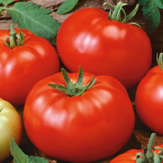 Brandywine Red (Novelty/Heritage Tomato) - Stokes Seeds