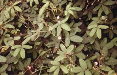 Mimosa Pudica (Sensitive Plant)