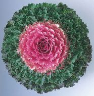 Songbird Pink (Flowering Kale)