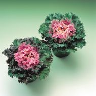 Kamome™ Pink (Flowering Kale)