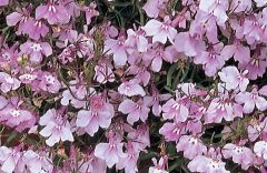Regatta Lilac (Lobelia multi-pellets)