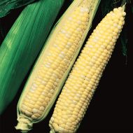 Temptation (SE corn, hybrid, bicolor)