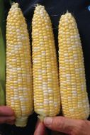 Delectable (SE corn, hybrid, bicolor)