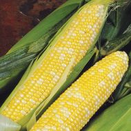 Delectable (SE corn, hybrid, bicolor)