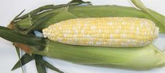 Bon Jour TSW® (SE corn, hybrid, bicolor)