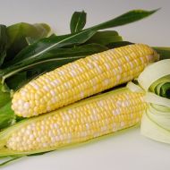 Sweetness Synergistic (corn, hybrid, bicolor)