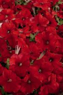 Celebrity Red (Petunia/multiflora/pelleted)