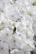 Celebrity White (Petunia pellets/multiflora)