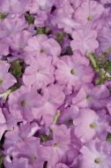Celebrity Lilac (Petunia/multiflora/pelleted)