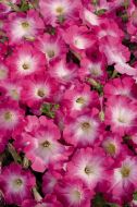 Celebrity Pink Morn (Petunia/multiflora/pelleted)