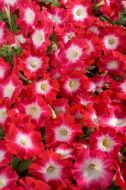 Celebrity Red Morn (Petunia/multiflora/pelleted)