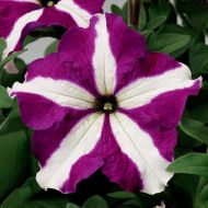 TriTunia Purple Star (Petunia/grandiflora/pelleted)