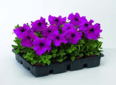 TriTunia Purple (Petunia/grandiflora/pelleted)