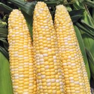 Tenderfoot Synergystic (corn, hybrid, bicolor) 
