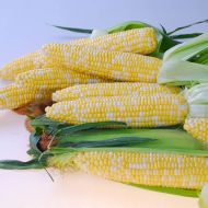 Quick Start (Synergistic Corn/hybrid/bicolor)