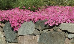 Wave® Pink (Petunia/multiflora/pelleted)