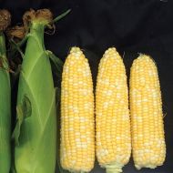 Gourmet Sweet™ Brand Fantastic Corn (Hybrid, bicolor)