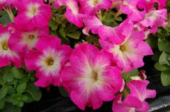 Limbo GP Rose Morn (Petunia/grandiflora/pelleted)