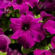 Limbo GP Deep Purple (Petunia/grandiflora/pelleted)