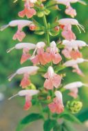 Summer Jewel Pink (Salvia)