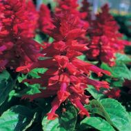 Sizzler™ Red (Salvia)