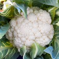 Prestique (Cauliflower/main)