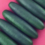 Talladega (Cucumber/slicing)