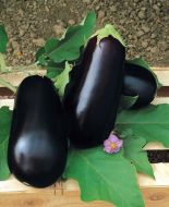 Nadia (Eggplant/hybrid)