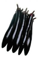 Shoya Long (Eggplant/Hybrid)