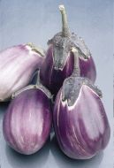 Italian Pink Bicolor (Eggplant/O/P)