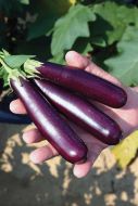 Purple Fingers (Eggplant/O/P)