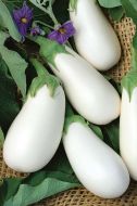 White Star (Eggplant/hybrid)