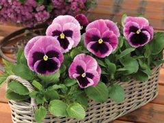 Mammoth™ Pink Berry (Pansy)